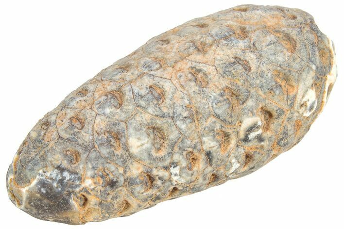 Fossil Seed Cone (Or Aggregate Fruit) - Morocco #209759